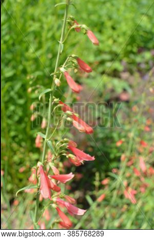 Penstemon Utahensis Common Name Utah Penstemon