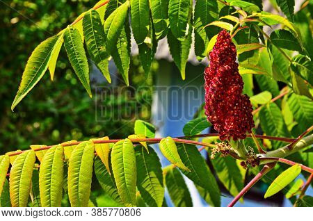 Rhus Typhina, Red Blossom Of Sumach Tree.