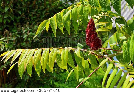 Rhus Typhina, Red Blossom Of Sumach Tree.
