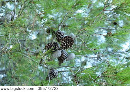 Old Cones And Green Needles On A Mediterranean Pine Tree