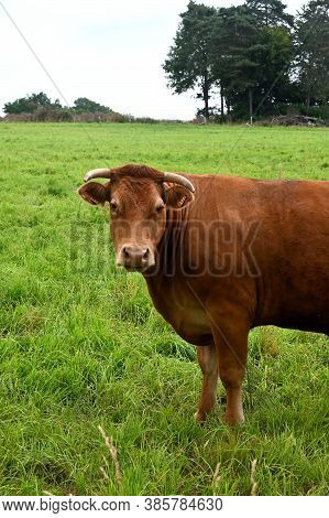 A Brown Cow In A Green Field Looking At The Photographer