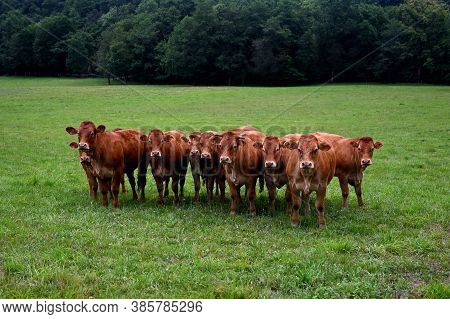 Brown Cows Looking In The Same Direction In The Middle Of A Green Field