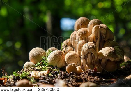 Coprinellus Micaceus. Group Of Mushrooms Or Toadstools On Woods In Nature.
