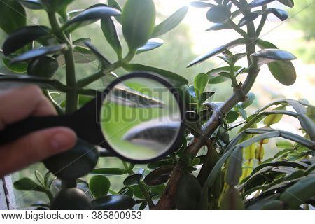 Crassula Plant Leaves Under Magnifying Glass In Hands Of Scientist Naturalist. Investigations Concep