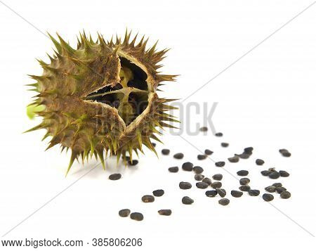 Pod And Seeds Of Jimson Weed Isolated On White Background. Datura Stramonium