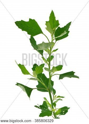 Lamb's Quarters Plant Isolated On White, Chenopodium Album