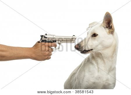 Halbautomatische Pistole zeigte auf Crossbreed Hund vor weißem Hintergrund