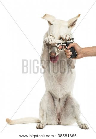 Halbautomatische Pistole zeigte auf Crossbreed Hund auf Hinterbeinen halten Pistole vor weißem Hintergrund