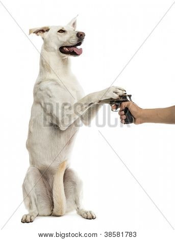 Halbautomatische Pistole zeigte auf Crossbreed Hund auf Hinterbeinen mit Pfoten auf Pistole gegen weiße backg