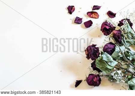 Bouquet Of Dry Red Roses And White Gypsofila On White Background, Seasonal Dry Flowers For Any Desig
