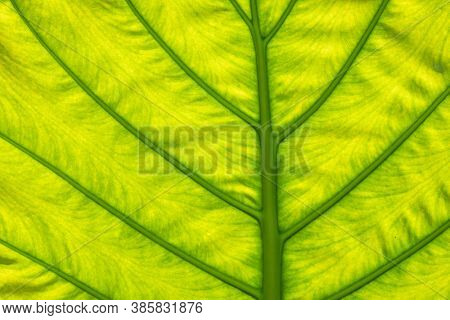 nature background of green alocasia odora leaf in the outdoor