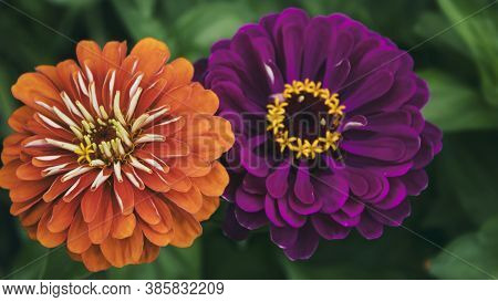 Orange And Purple Flowers. Zinnia Flowers. Floral Background.