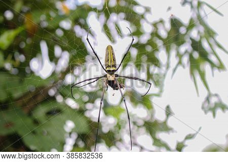 Spider,spider Siting On The Net,big Spider,spider In Asis Images