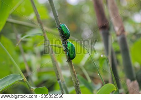 Green Insect, Beatyful Insect Love For Valentine's Day Images Background