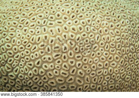 Coral Texture Of Brain Coral Taken On A Coral Reef