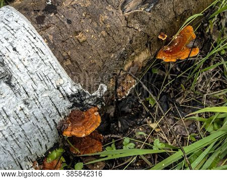 Bright Orange Tinder Mushroom, With The Latin Name Polyporaceae