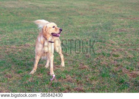Happy Golden Retriver Running On Meadow.he Plays And Jumps On The Grass In The Evening.catches The D