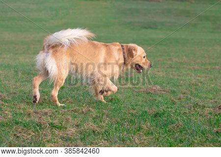 Happy Golden Retriver Running On Meadow.he Plays And Jumps On The Grass In The Evening.catches The D