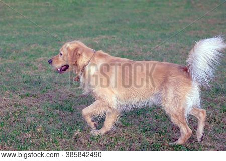 Happy Golden Retriver Running On Meadow.he Plays And Jumps On The Grass In The Evening.catches The D
