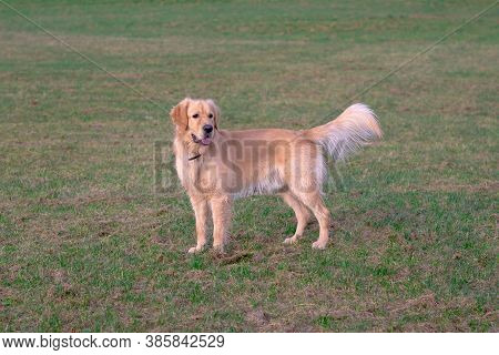 Happy Golden Retriver Running On Meadow.he Plays And Jumps On The Grass In The Evening.catches The D