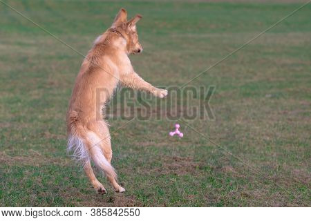 Happy Golden Retriver Running On Meadow.he Plays And Jumps On The Grass In The Evening.catches The D