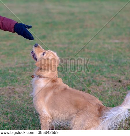 Happy Golden Retriver Running On Meadow.he Plays And Jumps On The Grass In The Evening.catches The D
