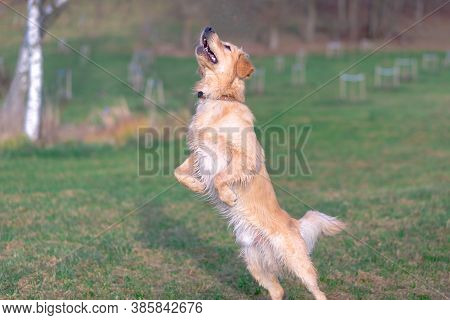 Happy Golden Retriver Running On Meadow.he Plays And Jumps On The Grass In The Evening.catches The D