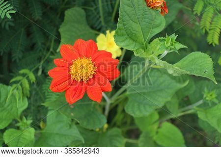 Red Gerbera And Yellow Pollen On Background Green Leaves. It Is A Plant Of The Daisy Family, Native 