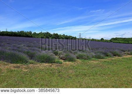 A Beautiful Landscape Scene With  Fields Of Lavender Under A Beautiful Blue Sky