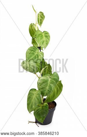 Tropical Climbing Houseplant Called  'syngonium Macrophyllum Frosted Heart' In Flower Pot Isolated O