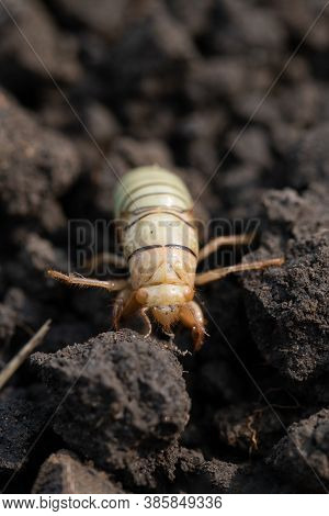 Larva Of Gryllotalpa Gryllotalpa Or European Mole Cricket Digging Ground In Close Up