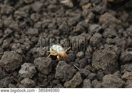 Larva Of Gryllotalpa Gryllotalpa Or European Mole Cricket Digging Ground In Close Up