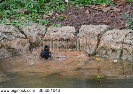 Jungle Crow Playing In The Water, Note  Select Focus With Shallow Depth Of Field
