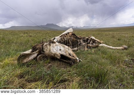 Dead Horse Near Son Kol In Kyrgyzstan On A Green Meadow Wit Mountains And Foggy Sky And Clouds In Th