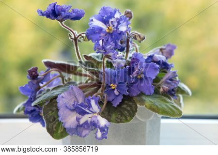 Two-colo Violet And White Flower With Green Leaves, Green And Yellow Background