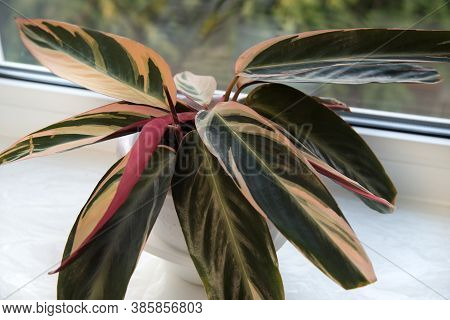 Two-colo Violet And White Flower With Green Leaves, Green And Yellow Background