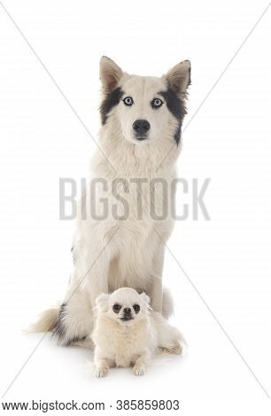 Yakutian Laika And Chihuahua In Front Of White Background