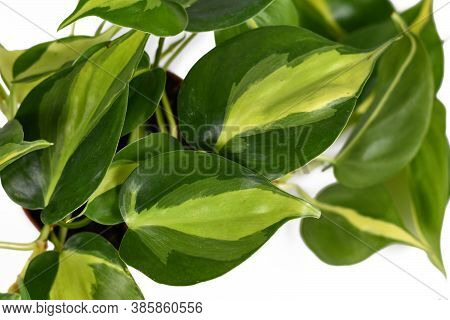 Close Up Of Leaf Of Tropical Plant Called'philodendron Hederaceum Scandens Brasil' With Yellow Strip