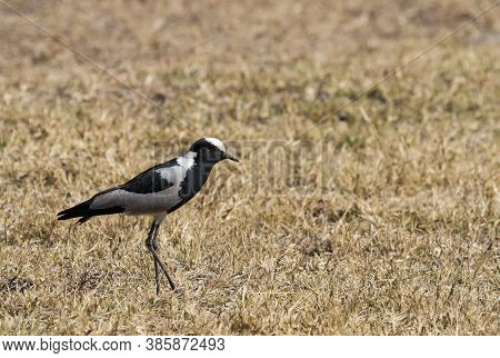 Blacksmith Lapwing (vanellus Armatus) Or Plover Standing In Dry Grass In South Africa With Bokeh Bac