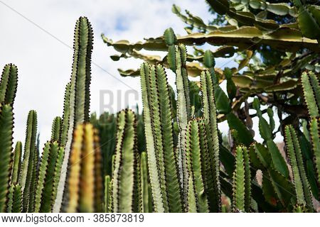 Close up of succulent green cactus at botanical garden