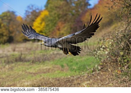 Black-chested Buzzard-eagle Geranoaetus Melanoleucus, In Flight Bird