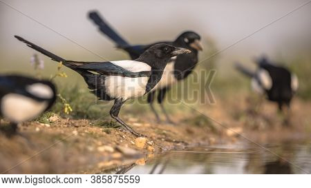 Eurasian Magpie (pica Pica) Group In Garden Drinking From Pond In Spanish Pyrenees, Vilagrassa, Cata