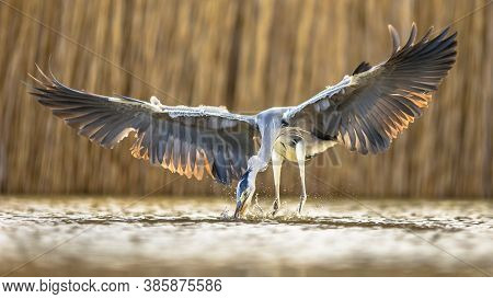Grey Heron (ardea Cinerea) Catching Fish With Spread Wings At Lake Csaj, Kiskunsagi National Park, P