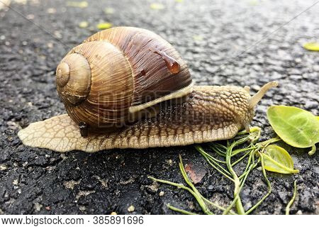 Small Garden Snail In Shell Crawling On Wet Road, Slug Hurry Home. Snail Slug Consist Of Edible Tast