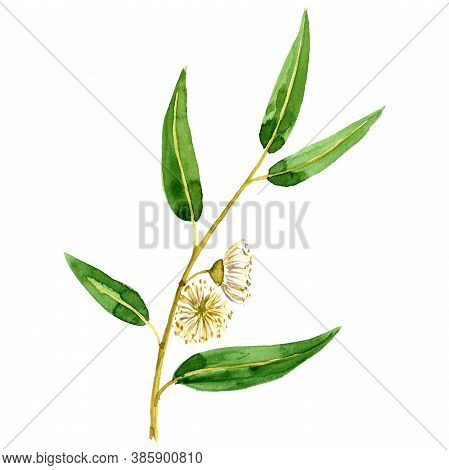 Watercolor Drawing Eucalyptus, Eucalyptus Globulus, Southern Blue Gum , Hand Drawn Illustration