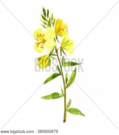 Watercolor Drawing Evening Primrose Flower , Oenothera , Hand Drawn Illustration