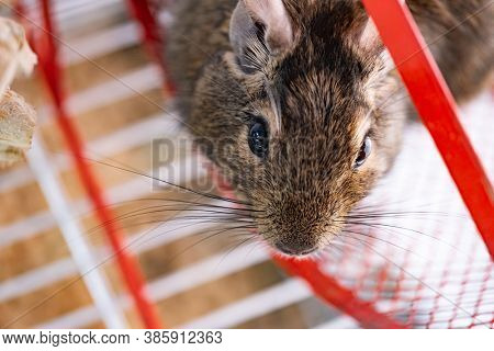 Domestic squirrel degu in wheel
