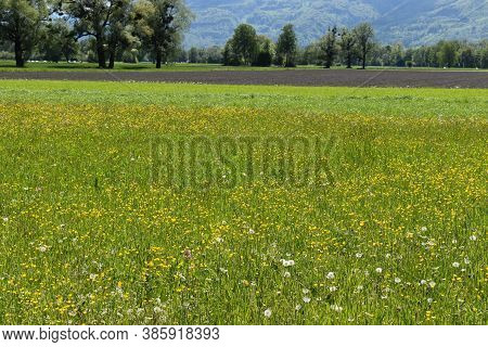 Green Meadow In The Lovely Nature Of Liechtenstein