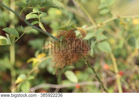 Gall Rose Growths Caused By Hymenoptera Rose Hips