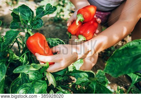 Female Hands Hold Red Pepper. Harvesting, Healthy , Diet Food.